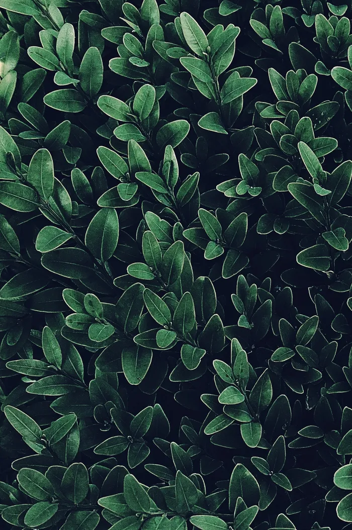 wallpaper